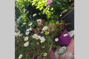 Bosphorus botanical house, garden floor house..